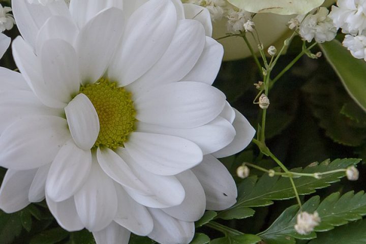 funeral flower header