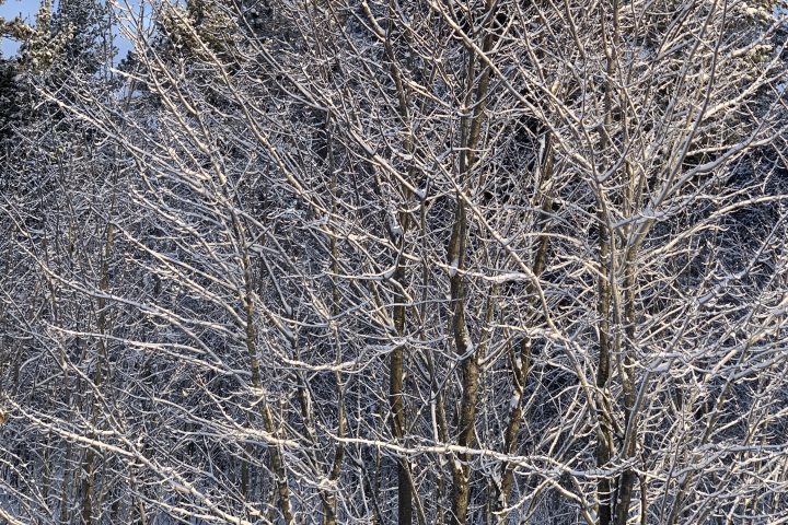 Snowy tree at Kalkaska Church of Christ