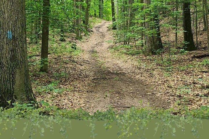 summer trail in the woods